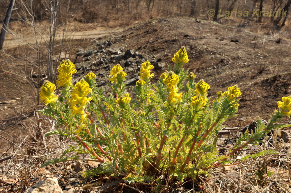 Image of Corydalis speciosa specimen.