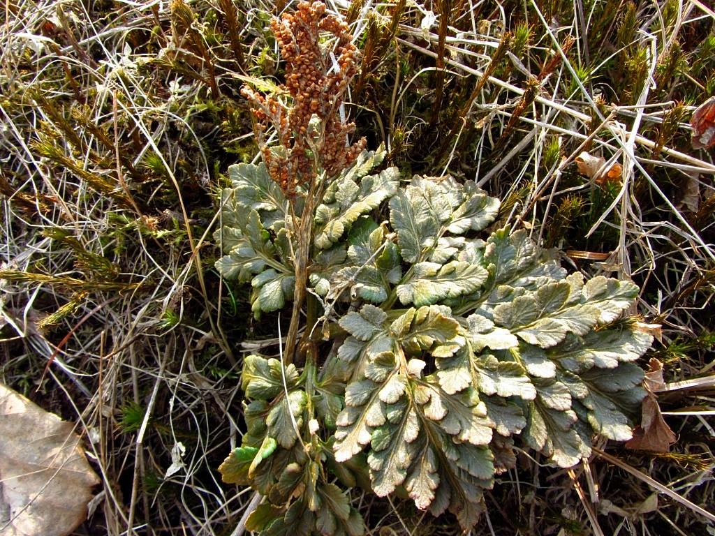 Image of Botrychium robustum specimen.