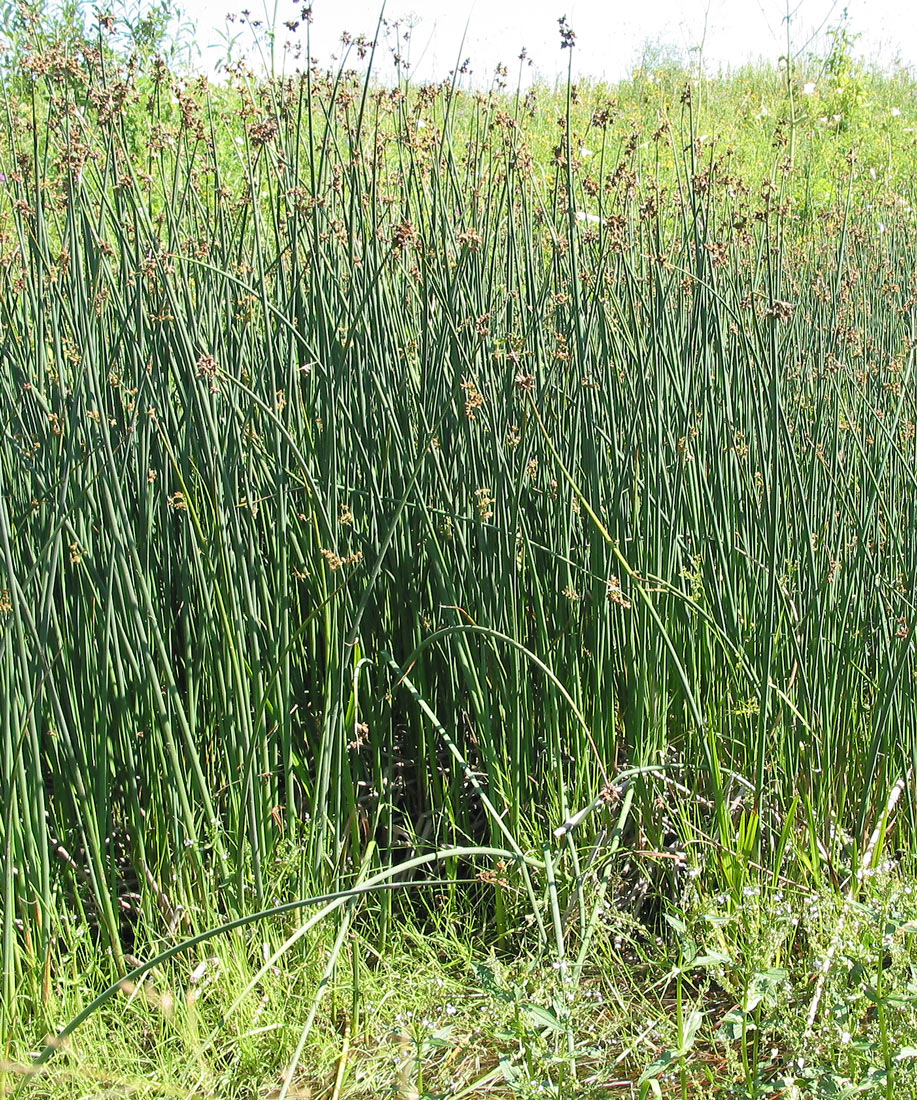 Изображение особи Schoenoplectus lacustris.