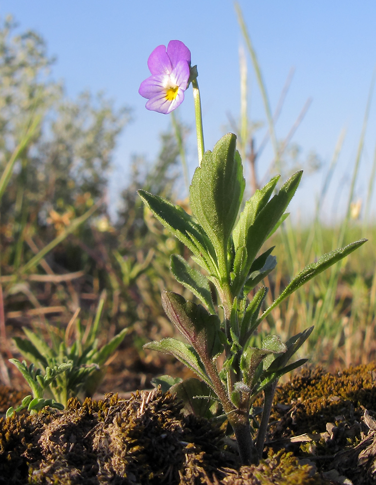 Изображение особи Viola hymettia.