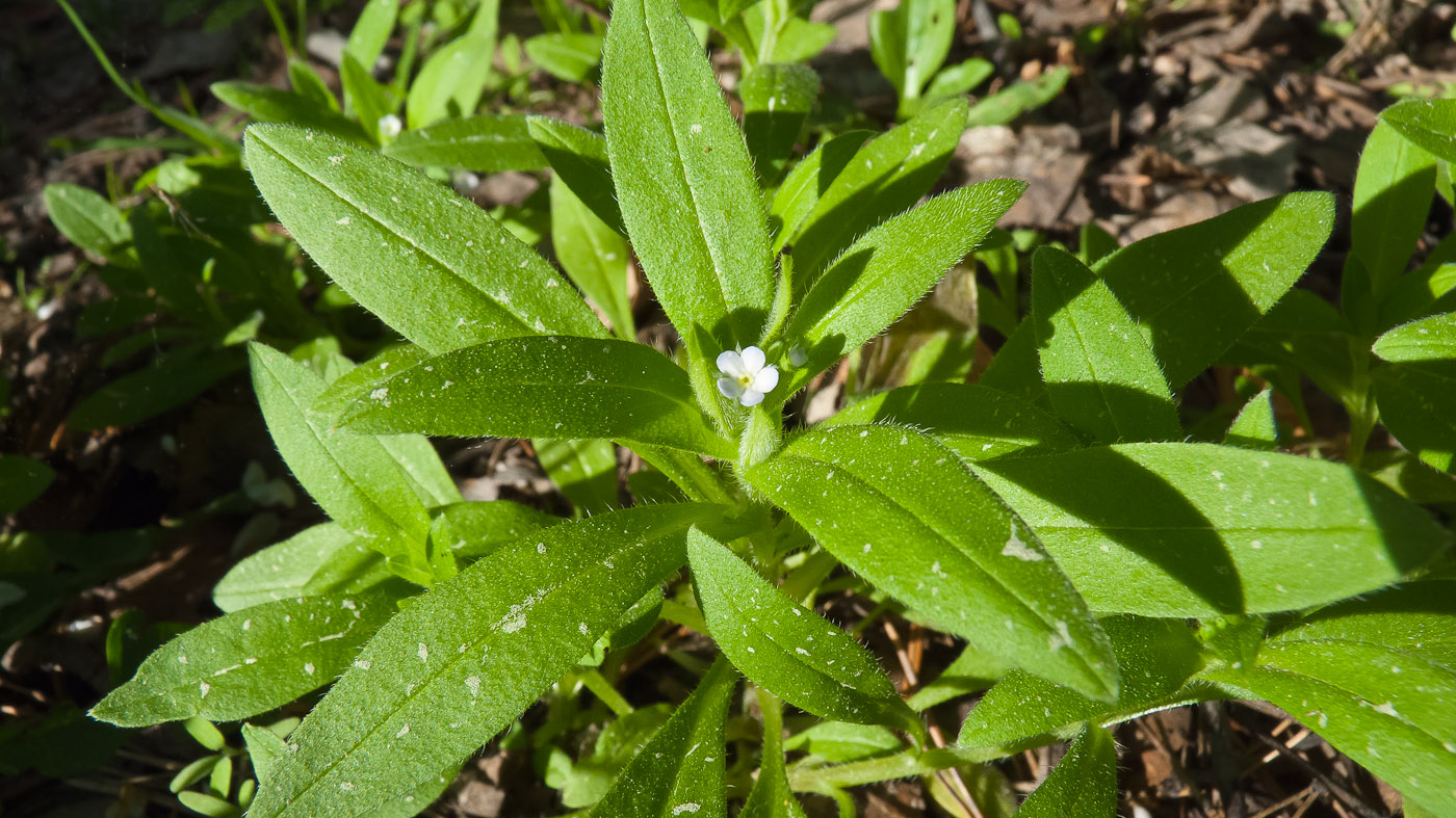 Изображение особи Myosotis sparsiflora.