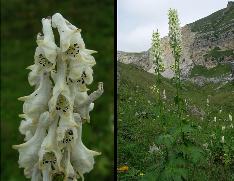 Изображение особи Aconitum orientale.