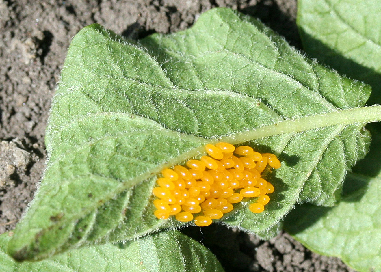 Изображение особи Solanum tuberosum.