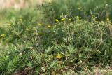 genus Potentilla