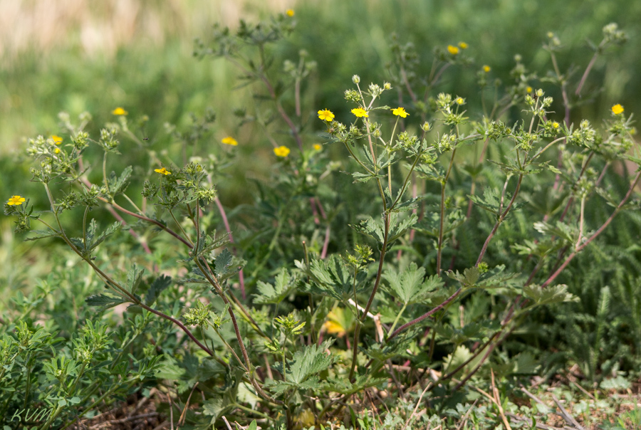 Изображение особи род Potentilla.