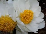 Paeonia lactiflora