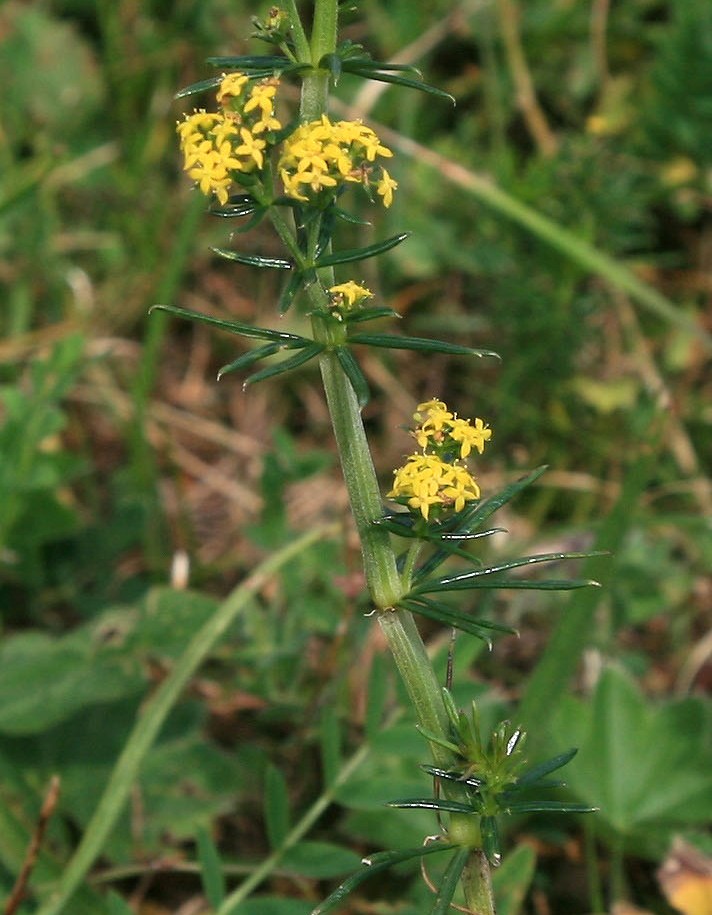 Изображение особи Galium verum.