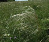 Stipa pulcherrima. Куртина ковыля. Белгородская обл., Губкинский р-н, запов. \"Белогорье\", \"Ямская степь\". 14 июня 2009 г.