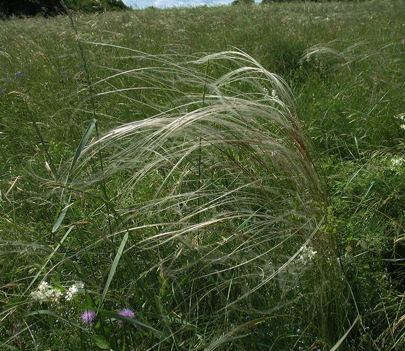 Изображение особи Stipa pulcherrima.