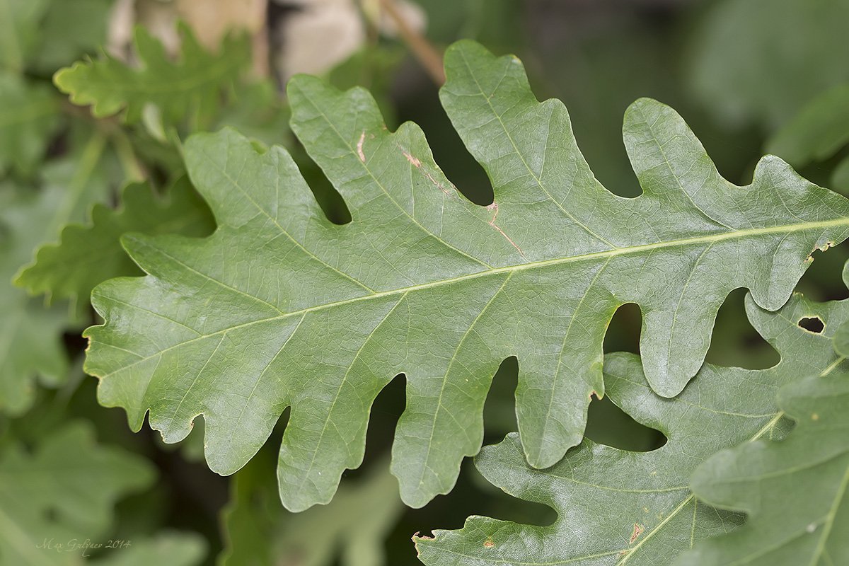 Изображение особи род Quercus.