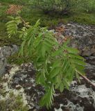 Sorbus aucuparia ssp. glabrata