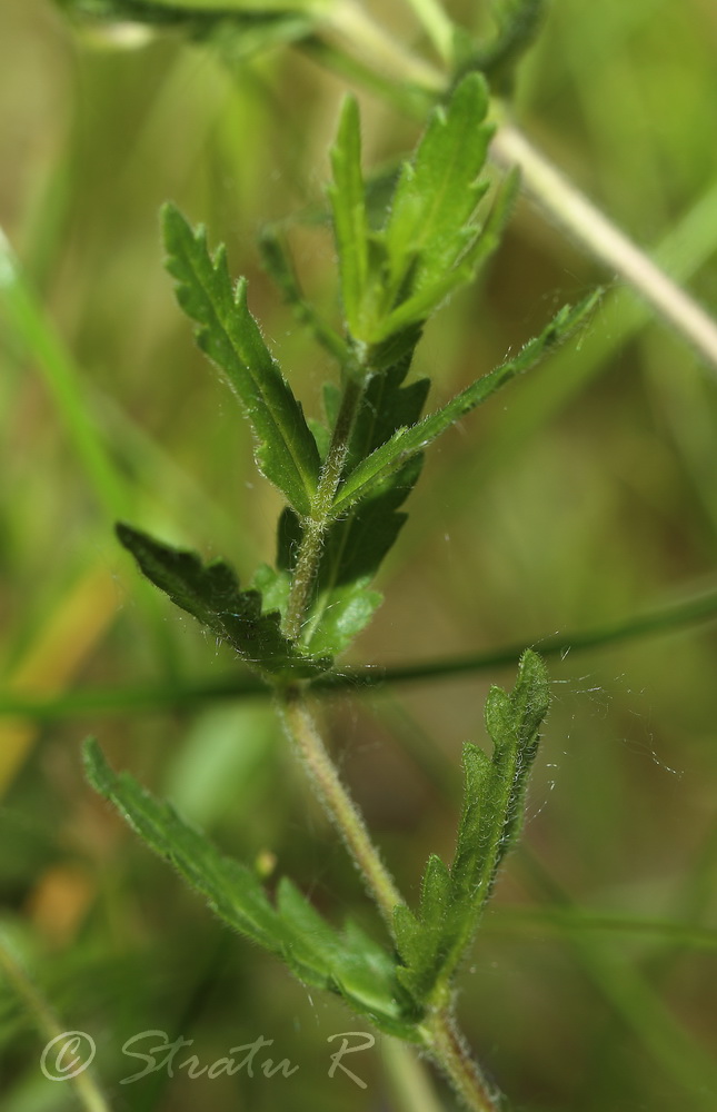 Изображение особи Veronica dentata.