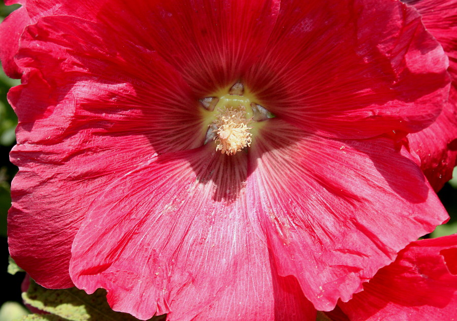 Изображение особи Alcea rosea.