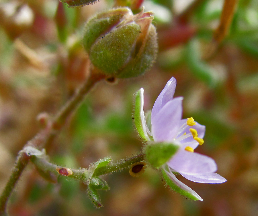 Image of Spergularia media specimen.