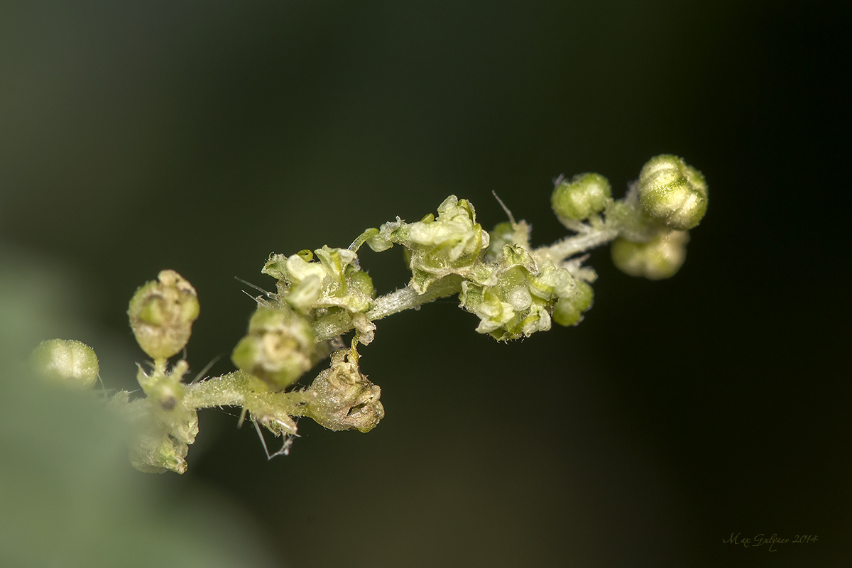 Image of Urtica dioica specimen.