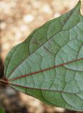 Alangium chinense. Основание листовой пластинки. Германия, г. Дюссельдорф, Ботанический сад университета. 05.09.2014.
