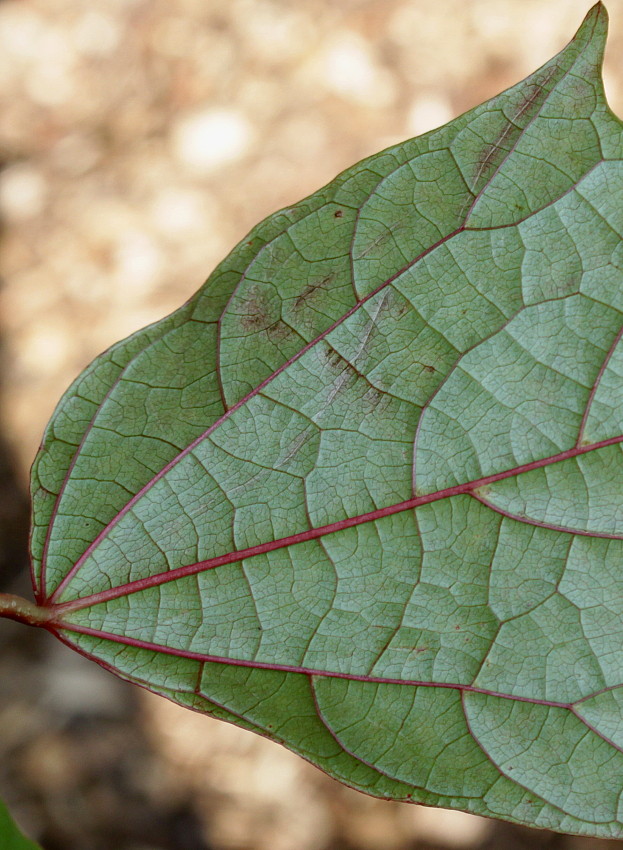 Image of Alangium chinense specimen.