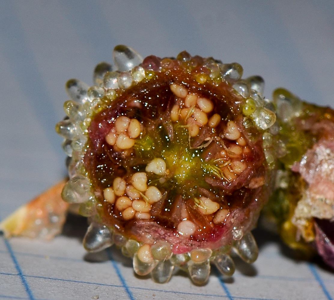 Image of Mesembryanthemum crystallinum specimen.