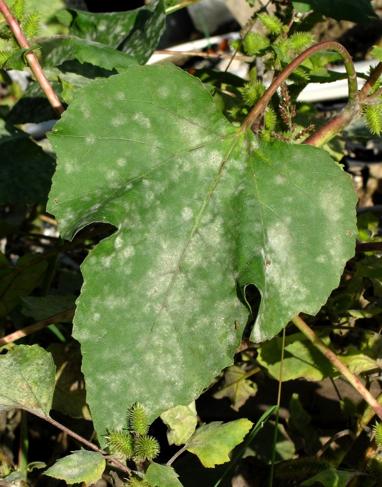 Image of Xanthium orientale specimen.