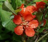 Chaenomeles japonica