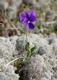 Viola altaica