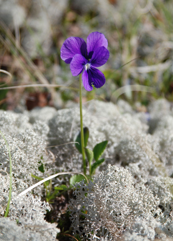 Изображение особи Viola altaica.