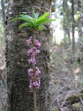 Daphne mezereum