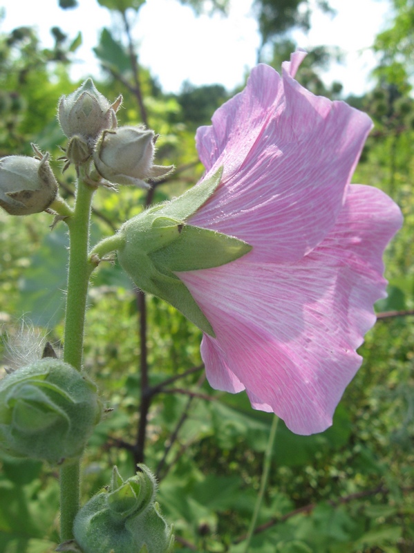 Image of Alcea rosea specimen.