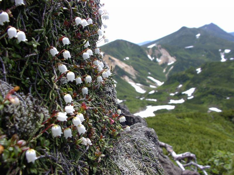 Изображение особи Cassiope lycopodioides.