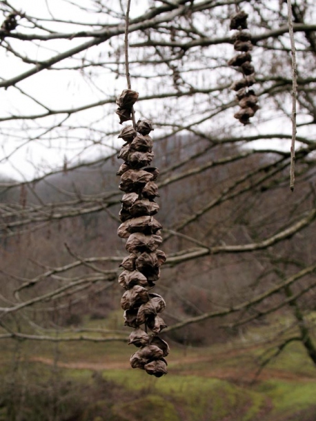 Image of Pterocarya fraxinifolia specimen.
