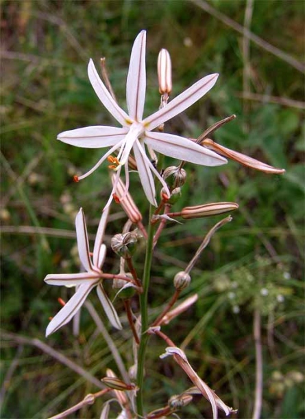 Image of Asphodeline tenuior specimen.