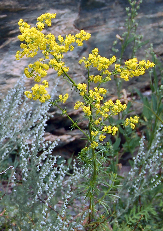 Изображение особи Galium verum.