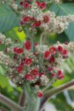 Rhus typhina. Часть соцветия с завязавшимися плодами. Белгородская обл., пос. Борисовка, усадьба заповедника. 02.07.2009.