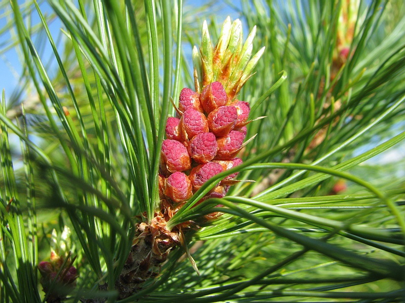 Изображение особи Pinus pumila.