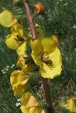 Image of taxon representative. Author is Сергей Свирин