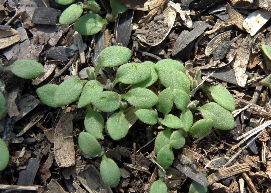 Image of Asperugo procumbens specimen.