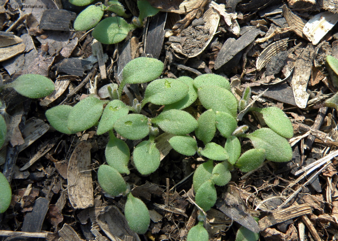 Изображение особи Asperugo procumbens.