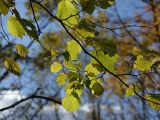 Corylus avellana