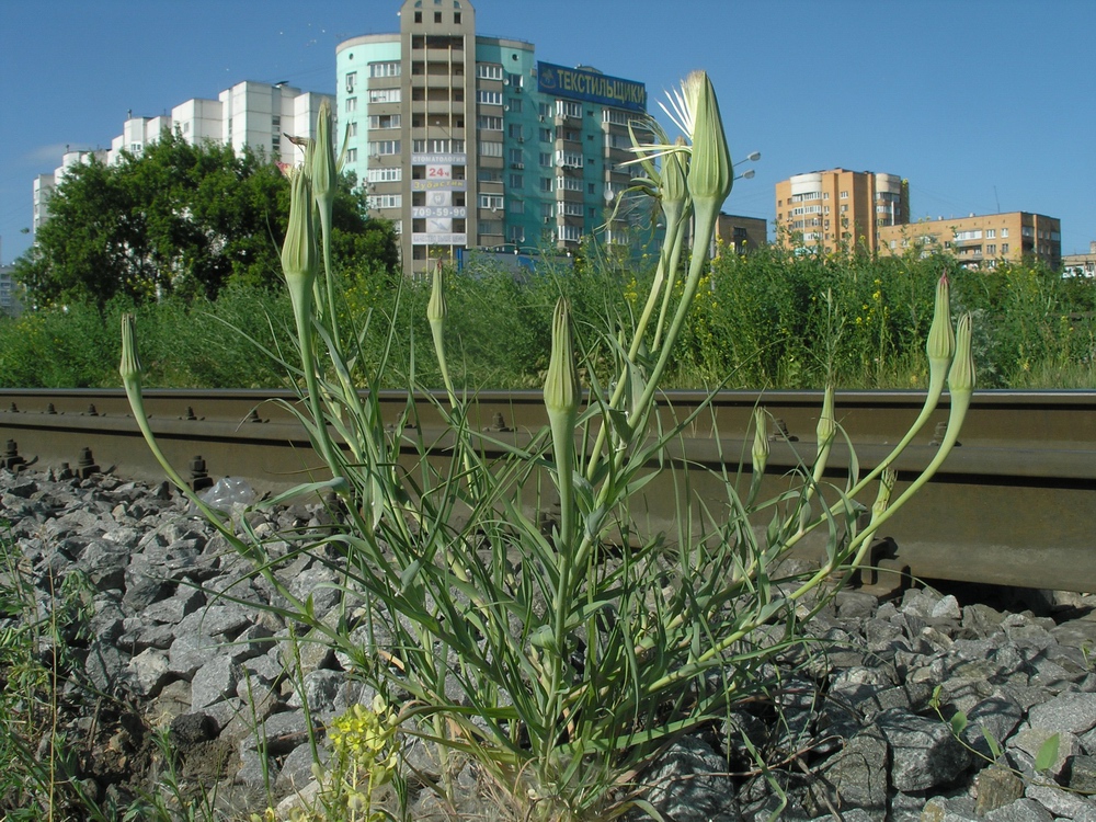 Image of Tragopogon dubius specimen.