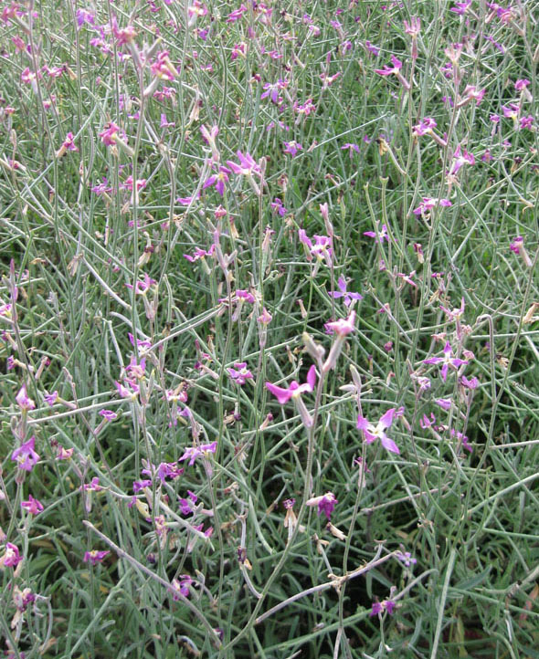 Image of Matthiola bicornis specimen.