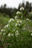 Trifolium montanum