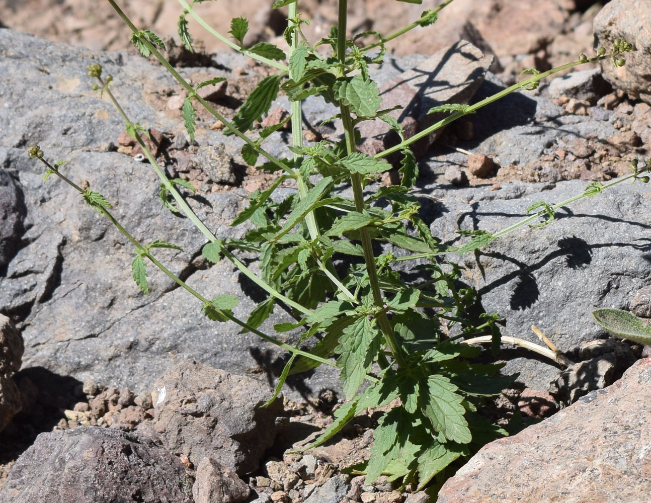 Изображение особи Scrophularia integrifolia.