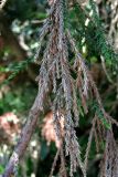 Sequoiadendron giganteum