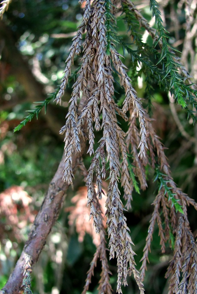 Image of Sequoiadendron giganteum specimen.