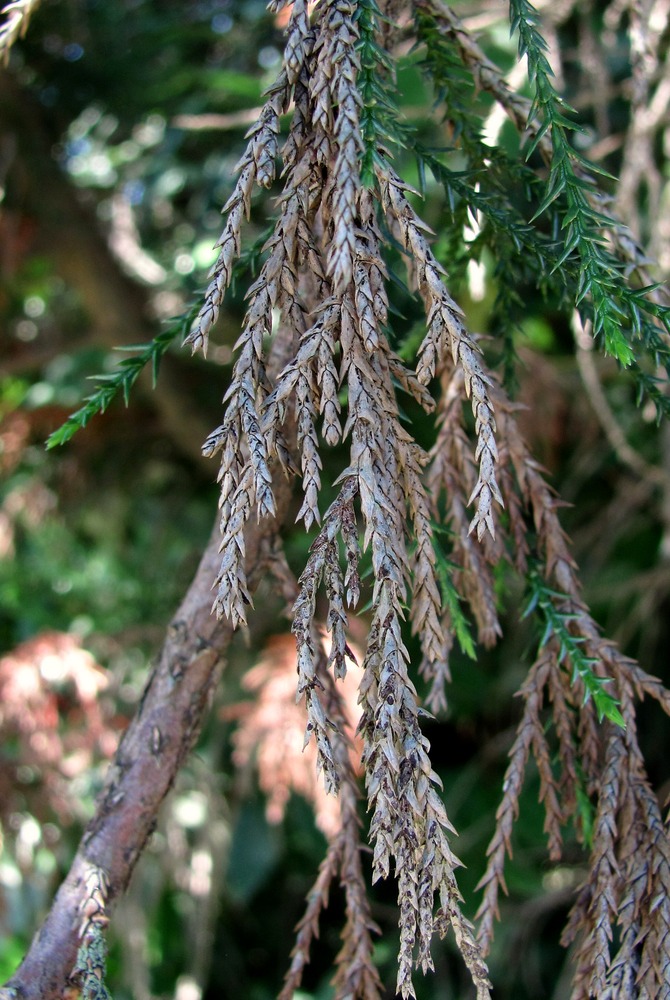 Изображение особи Sequoiadendron giganteum.