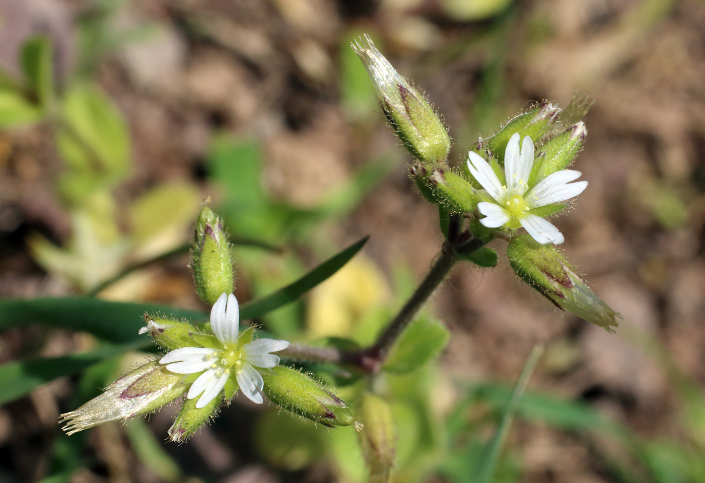 Image of Cerastium glomeratum specimen.