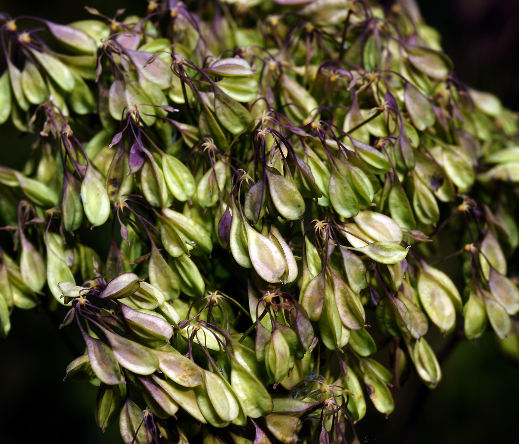 Image of Thalictrum aquilegiifolium specimen.