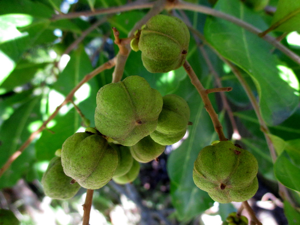Изображение особи Cupaniopsis anacardioides.