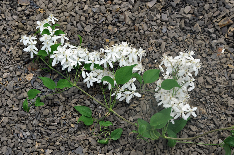 Изображение особи Clematis mandshurica.