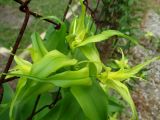 Gloriosa superba